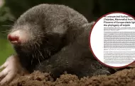 Descubren en Espaa un fsil de topo prehistrico que podra cambiar la historia evolutiva de su especie