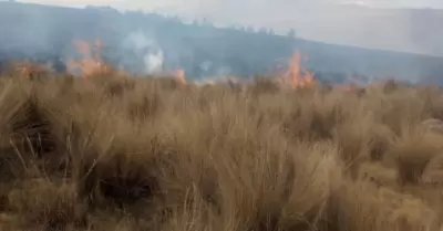 Extinguen nuevo incendio forestal en Pasco.