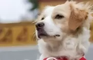 Pleno del Congreso aprueba reconocer al perro pastor Chiribaya como Patrimonio Cultural de la Nacin