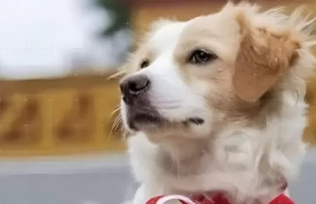 Declaran de inters nacional la raza canina perro pastor Chiribaya.