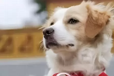 Declaran de inters nacional la raza canina perro pastor Chiribaya.