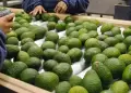 Palta peruana en la mira: Producto de exportacin alerta a la UE por posible contaminacin con cadmio