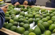 Palta peruana en la mira: Producto de exportacin alerta a la UE por posible contaminacin con cadmio