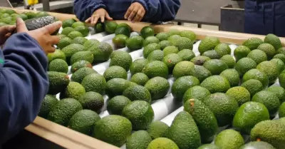 Palta peruana de exportacin bajo la mira por exceso de cadmio