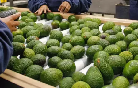 Palta peruana de exportacin bajo la mira por exceso de cadmio