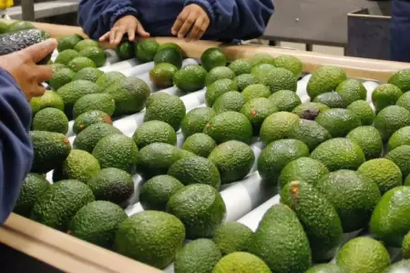 Palta peruana de exportacin bajo la mira por exceso de cadmio