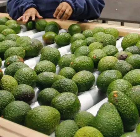 Palta peruana de exportacin bajo la mira por exceso de cadmio