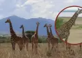 Una sorprendente reclasificacin cientfica indica que existen cuatro especies de jirafas