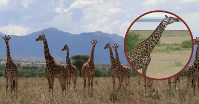 Una nueva reclasificación científica indica 4 especies de jirafas