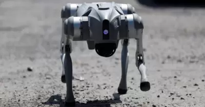 Waldog, el perro robot que conciencia en México.
