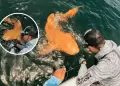 Increble hallazgo en Costa Rica: Registran el primer tiburn nodriza naranja del mundo