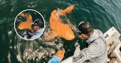 Increíble hallazgo en Costa Rica: Registran el primer tiburón nodriza naranja de