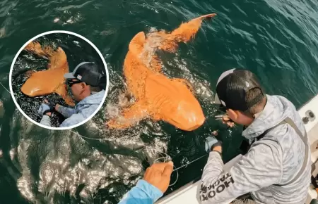Increble hallazgo en Costa Rica: Registran el primer tiburn nodriza naranja de