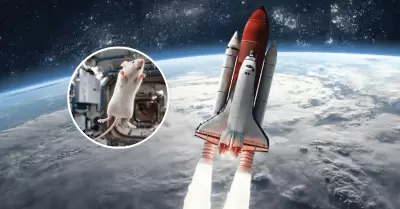 Mil moscas y 75 ratones rumbo al espacio: El experimento de Rusia para anticipar