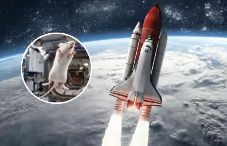 Mil moscas y 75 ratones rumbo al espacio: El experimento de Rusia para anticipar