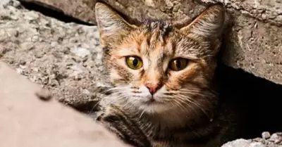 Proponen incorporar al Código Penal la agresión sexual contra animales doméstico