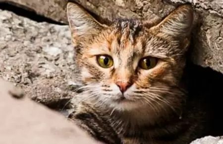 Proponen incorporar al Cdigo Penal la agresin sexual contra animales domstico