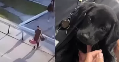 Perro fue abandonado por su dueo en aeropuerto de Brasil.