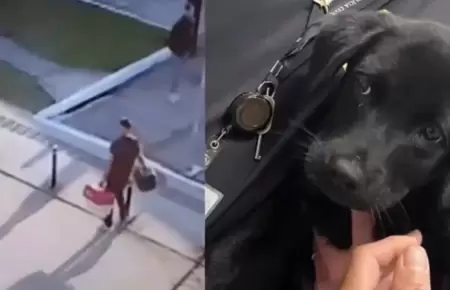 Perro fue abandonado por su dueo en aeropuerto de Brasil.