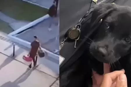 Perro fue abandonado por su dueo en aeropuerto de Brasil.