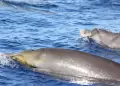 El enigma de las ballenas que resisten sin oxgeno abre nuevas rutas para el avance mdico