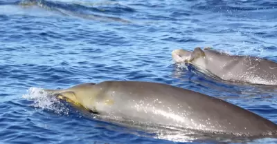 El estudio de las ballenas de hocico ganso abre nuevas puertas para tratar enfer