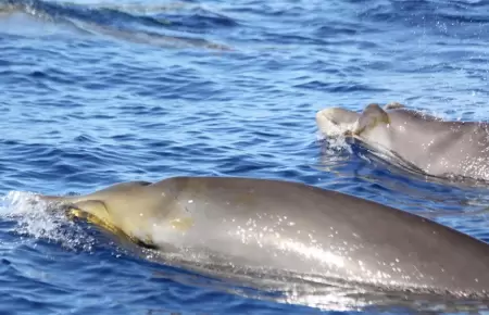 El estudio de las ballenas de hocico ganso abre nuevas puertas para tratar enfer