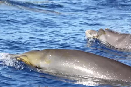 El estudio de las ballenas de hocico ganso abre nuevas puertas para tratar enfer