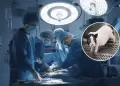 Un hito en la medicina: Trasplantan por primera vez pulmn de cerdo a un humano