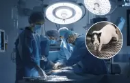 Un hito en la medicina: Trasplantan por primera vez pulmn de cerdo a un humano