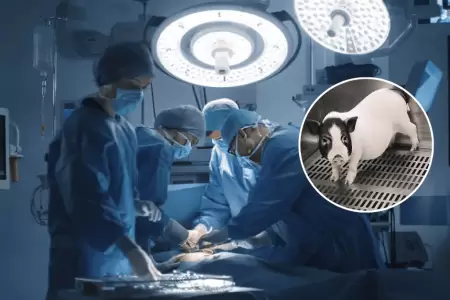 Un hito en la medicina: Trasplantan por primera vez pulmn de cerdo a un humano