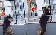 Heroico rescate: Mujer salva a su perrito que qued colgando en balcn de edificio