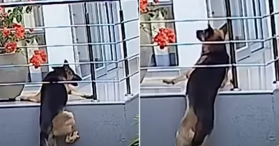 Heroico rescate de perrito en edificio