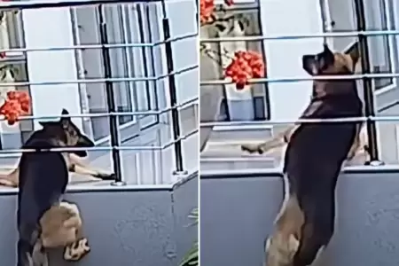 Heroico rescate de perrito en edificio