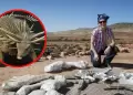 Spicomellus afer: descubren en Marruecos el anquilosaurio ms antiguo del mundo