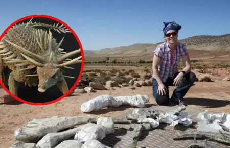La extravagancia de la armadura del dinosaurio dej sorprendido a la comunidad c