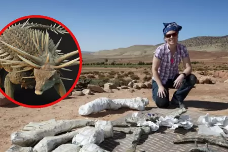 La extravagancia de la armadura del dinosaurio dej sorprendido a la comunidad c