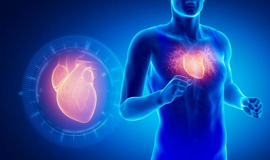 Protena nmero uno para la salud del corazn, segn los cardilogos.