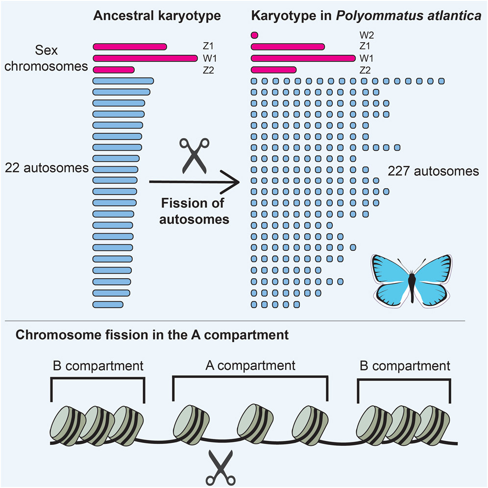 Grfico del estudio realizado sobre la mariposa azul Atlntica.