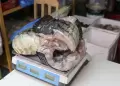 Arequipa: Decomisan 8 kilos de carne de lagarto en restaurante