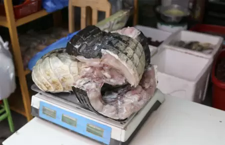 Decomisan carne de lagarto en restaurante de Arequipa