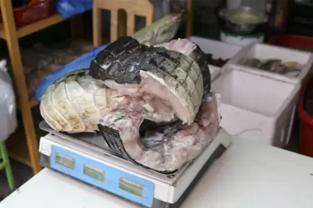 Decomisan carne de lagarto en restaurante de Arequipa