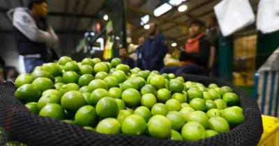 Precio del limón se estabilizaría en octubre.