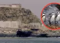Construccin del penal 'El Frontn' amenaza a especies en peligro de extincin, advierte biloga marina