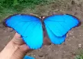 Mariposa de 229 pares de cromosomas bate rcords: Cientficos en Europa descifraron su genoma
