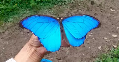 Científicos encuentran inédito número de cromosomas en mariposa azul del Atlas.