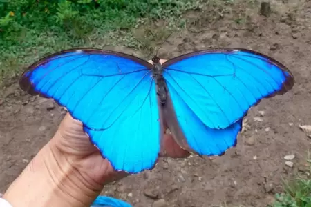Cientficos encuentran indito nmero de cromosomas en mariposa azul del Atlas.