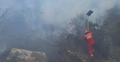 Extinguen incendios forestales en tres regiones.