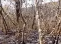 Incendio forestal en Tumbes arrasa con cinco hectreas y Sernanp alerta falta de personal especializado
