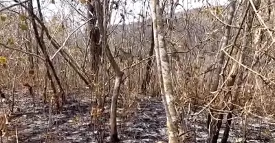 Incendio forestal en Tumbes